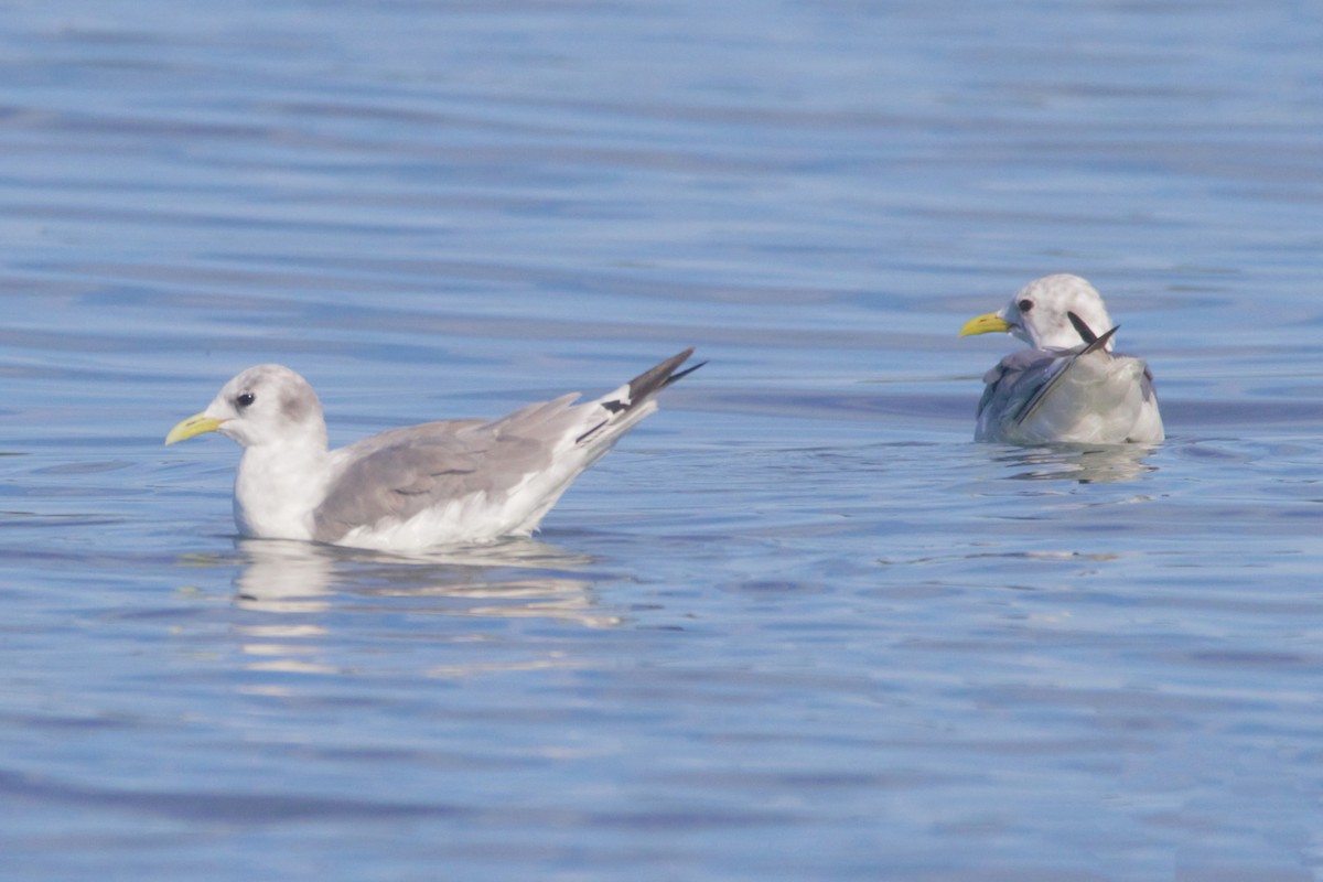 Black-legged Kittiwake - Mitch (Michel) Doucet