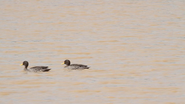 Canard à bec jaune - ML189840861