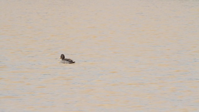 Canard à bec jaune - ML189840871