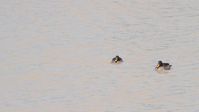 Yellow-billed Duck - ML189840911