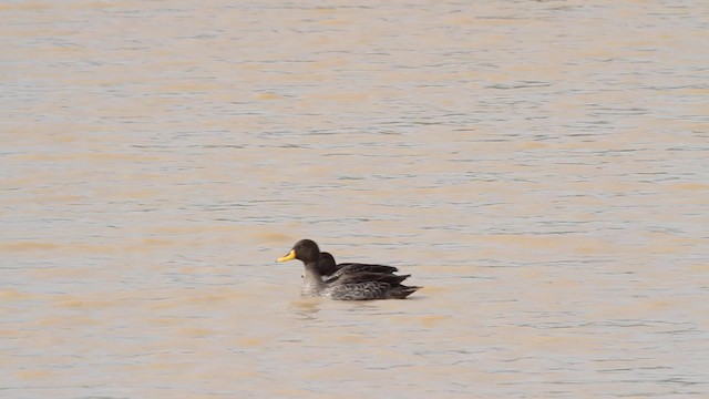 Yellow-billed Duck - ML189840921