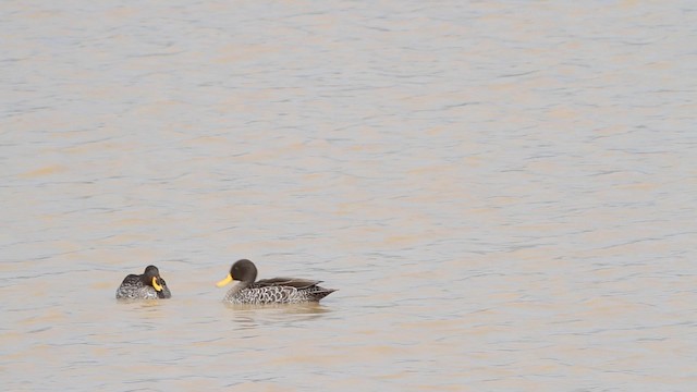 Yellow-billed Duck - ML189840951