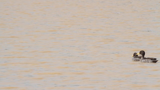 Yellow-billed Duck - ML189841131