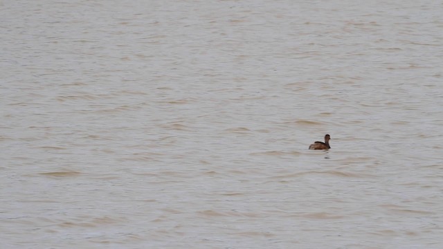 Little Grebe - ML189841301