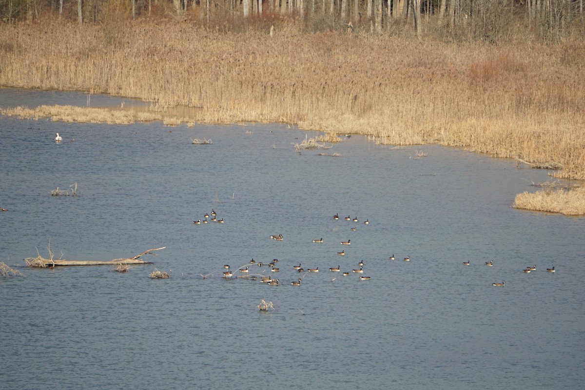 Canada Goose - ML189841441