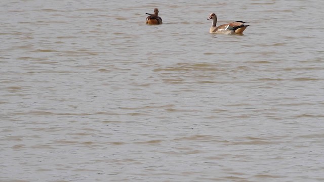 Cormorán Africano - ML189841471