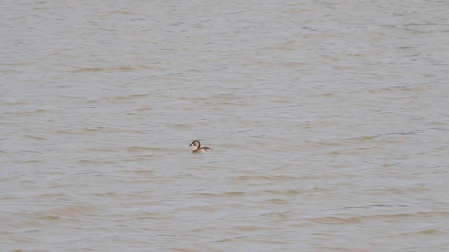 Little Grebe - ML189841621