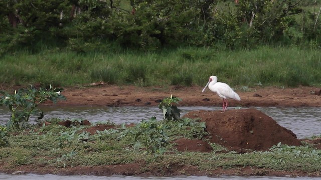 African Spoonbill - ML189841891