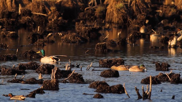 American Wigeon - ML189842171