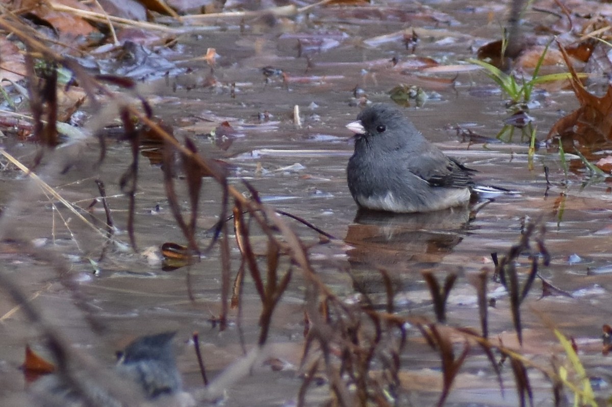 Dark-eyed Junco - ML189842461