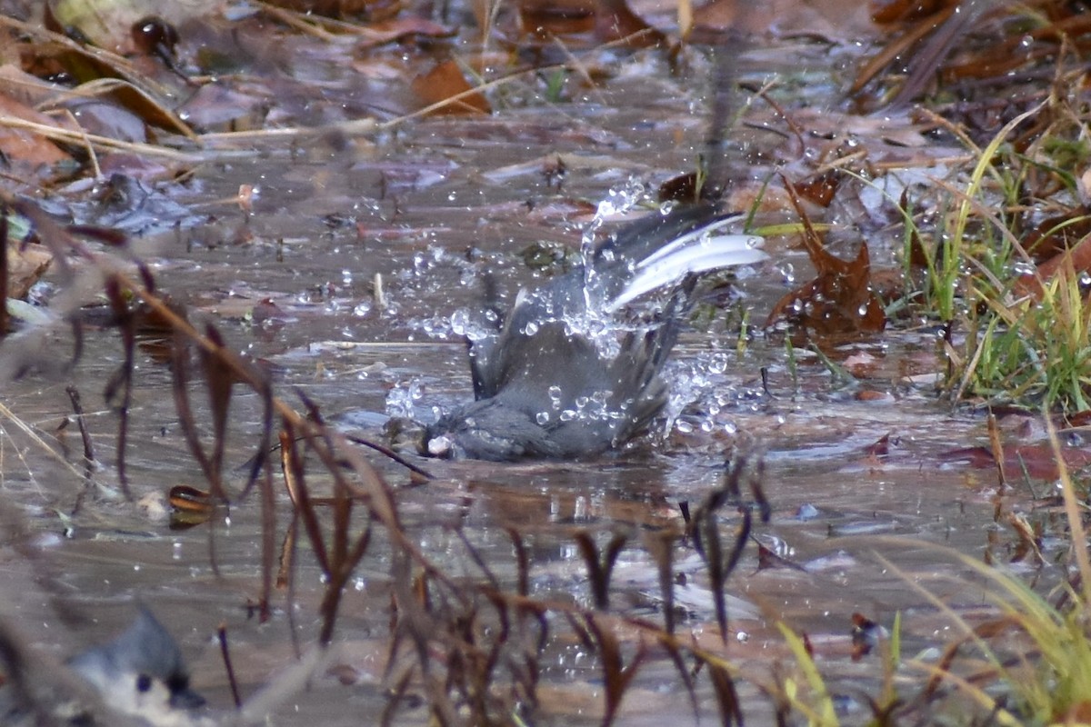 Dark-eyed Junco - ML189842561