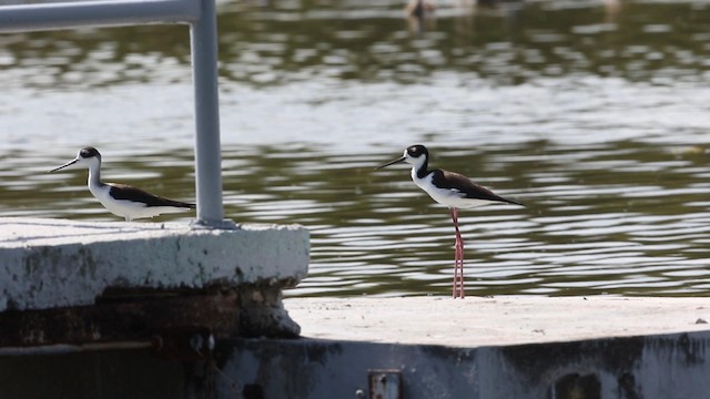 Black-necked Stilt (Black-necked) - ML189842711