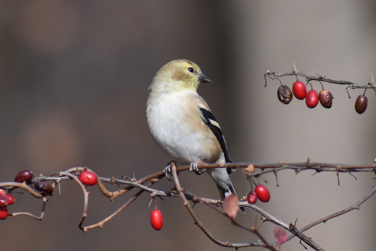 American Goldfinch - ML189842721