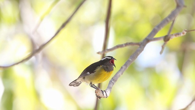 Bananaquit (Greater Antillean) - ML189842751