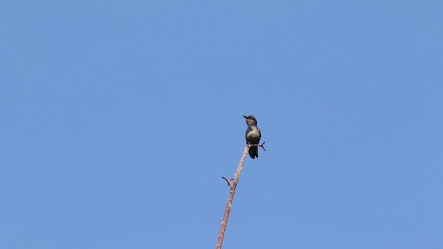 Vervain Hummingbird - ML189843101