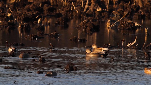 Бор нугас - ML189843151