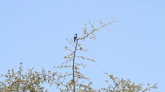 Bindennektarvogel - ML189843261