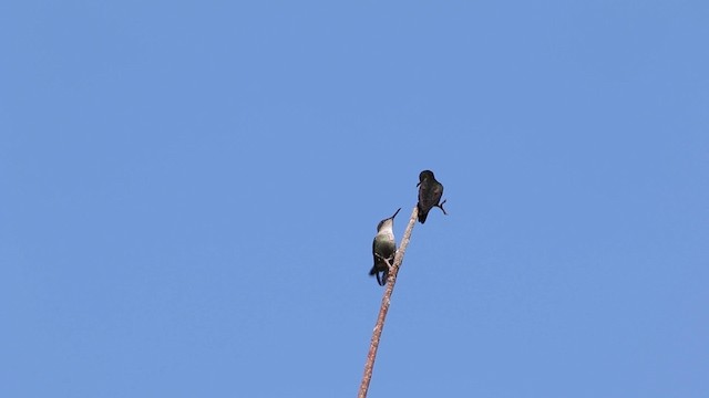 Vervain Hummingbird - ML189843571