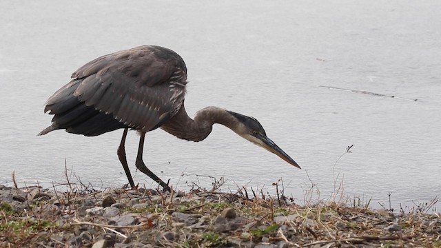 Great Blue Heron (Great Blue) - ML189843581