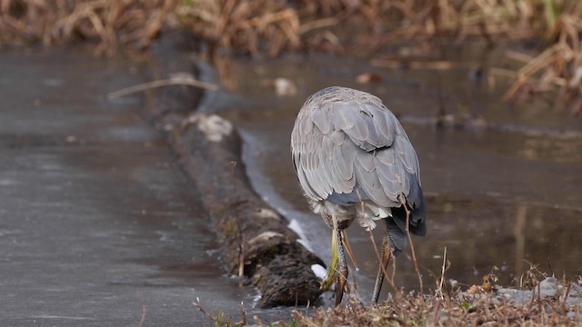 Garza Azulada (grupo herodias) - ML189844111