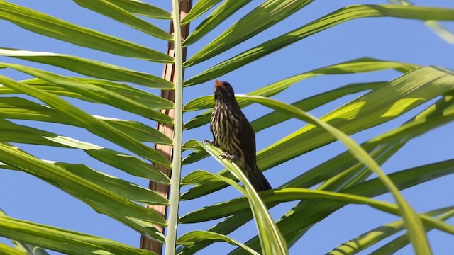 Sigua Palmera - ML189844121