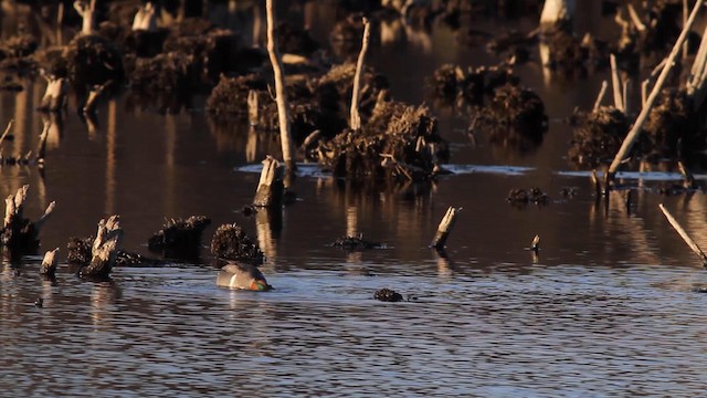 Ногоохон нугас - ML189844161