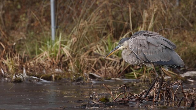 Great Blue Heron (Great Blue) - ML189844241