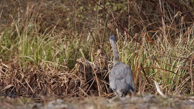 Garza Azulada (grupo herodias) - ML189844621