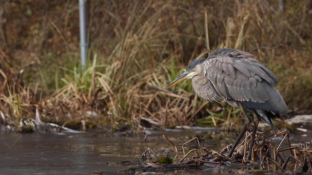 Garza Azulada (grupo herodias) - ML189844861