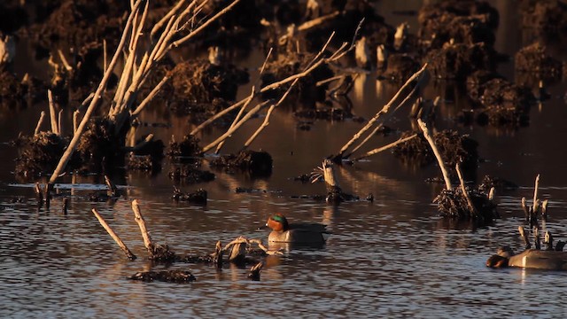 Green-winged Teal - ML189844881