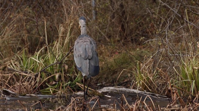 Great Blue Heron (Great Blue) - ML189845301