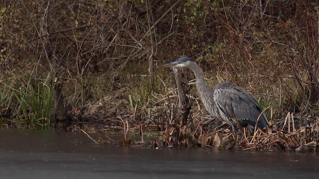 Garza Azulada (grupo herodias) - ML189845371