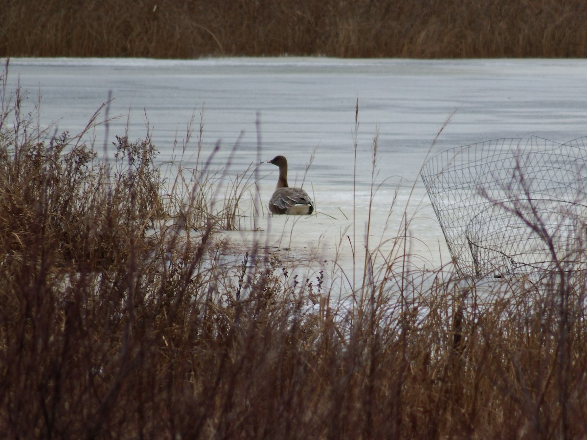 Pink-footed Goose - ML189845611