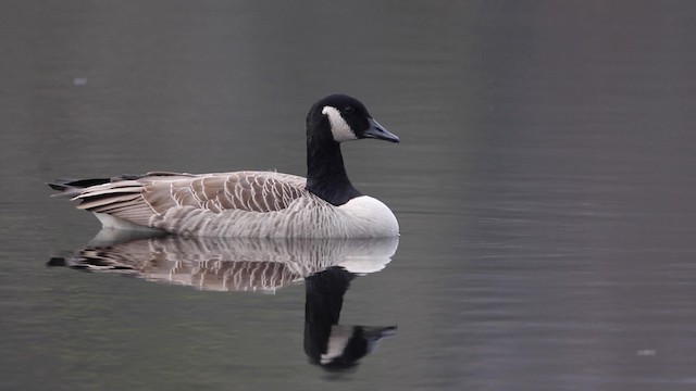 Canada Goose - ML189846261