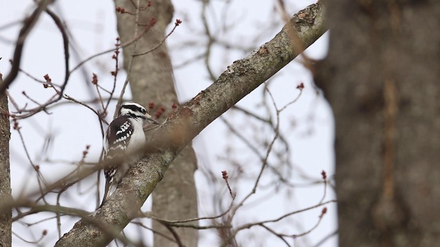 Hairy Woodpecker (Eastern) - ML189846411