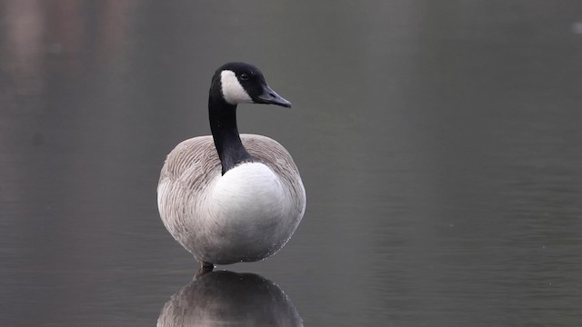 Canada Goose - ML189846581