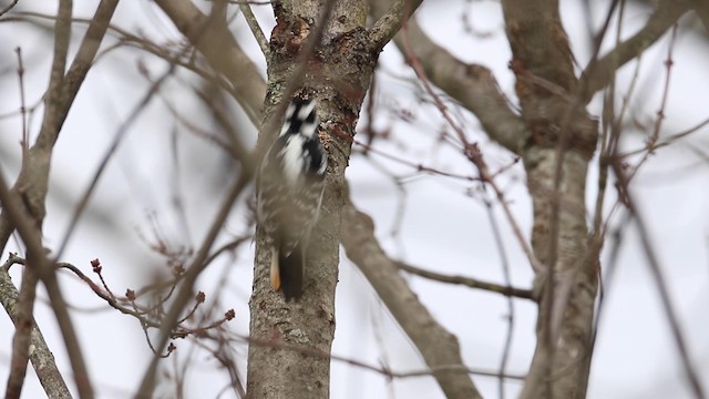 Hairy Woodpecker (Eastern) - ML189846721