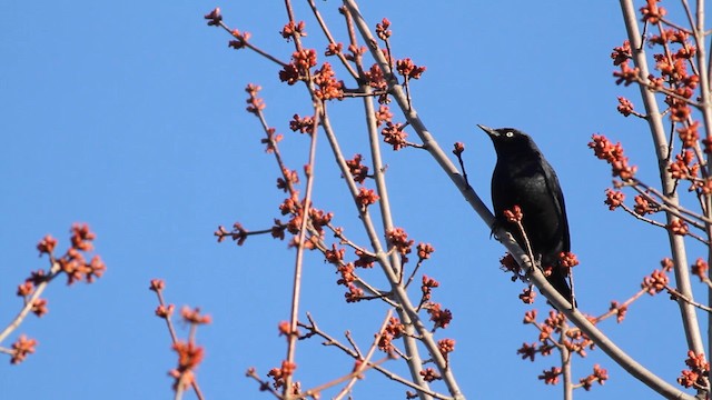 Rusty Blackbird - ML189847211