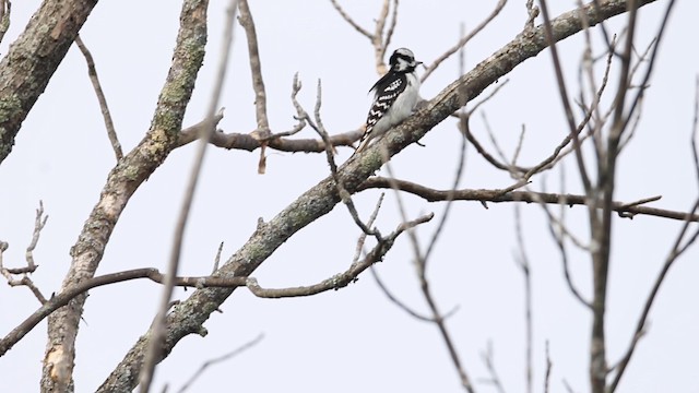 Hairy Woodpecker (Eastern) - ML189847411