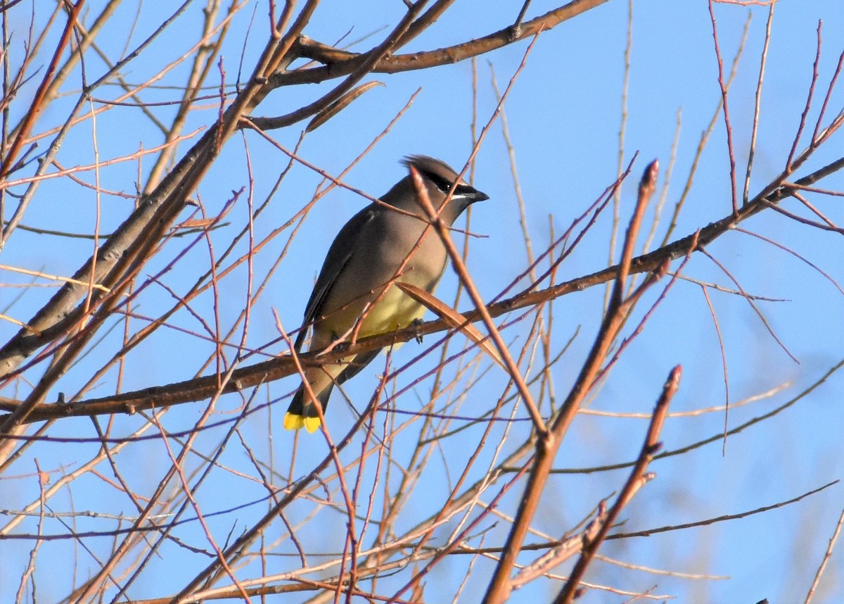 Cedar Waxwing - ML189847661