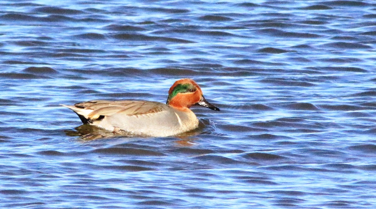 Green-winged Teal - ML189848131