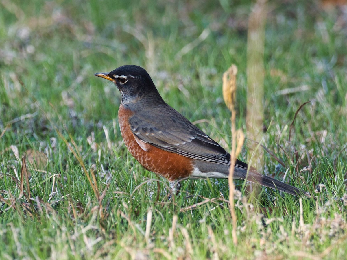 American Robin - ML189850951