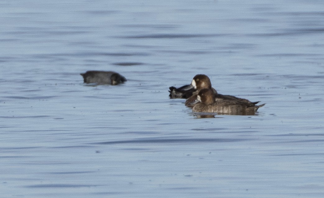 Greater Scaup - ML189852521