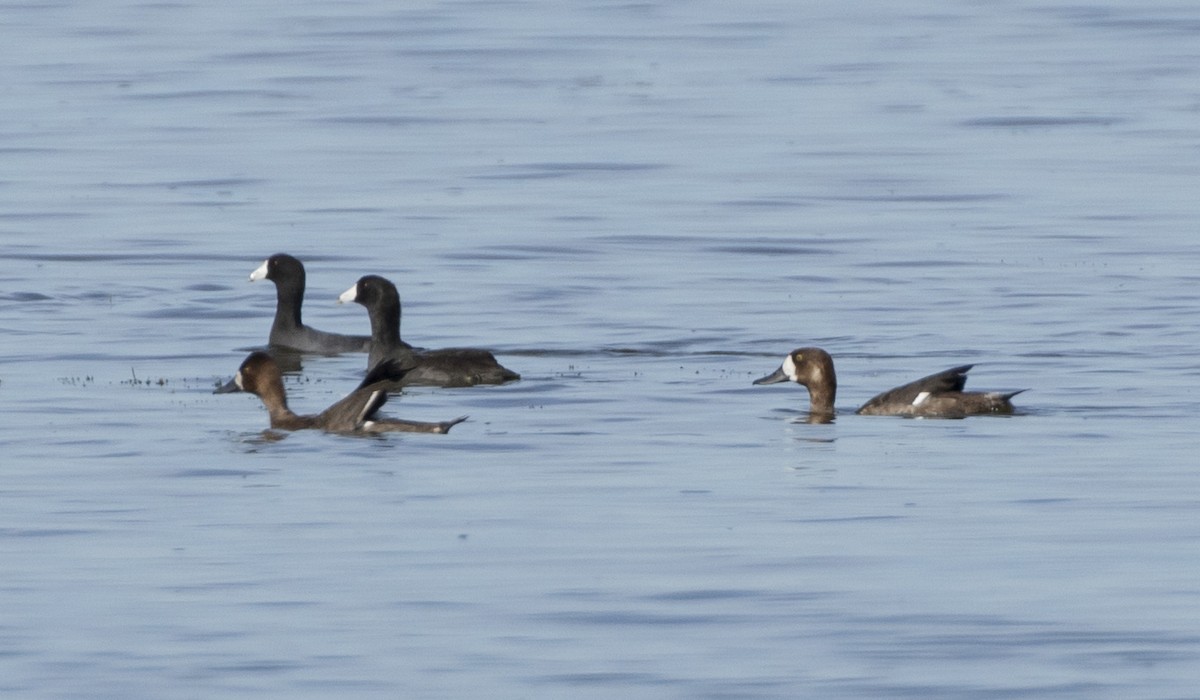 Greater Scaup - ML189852541