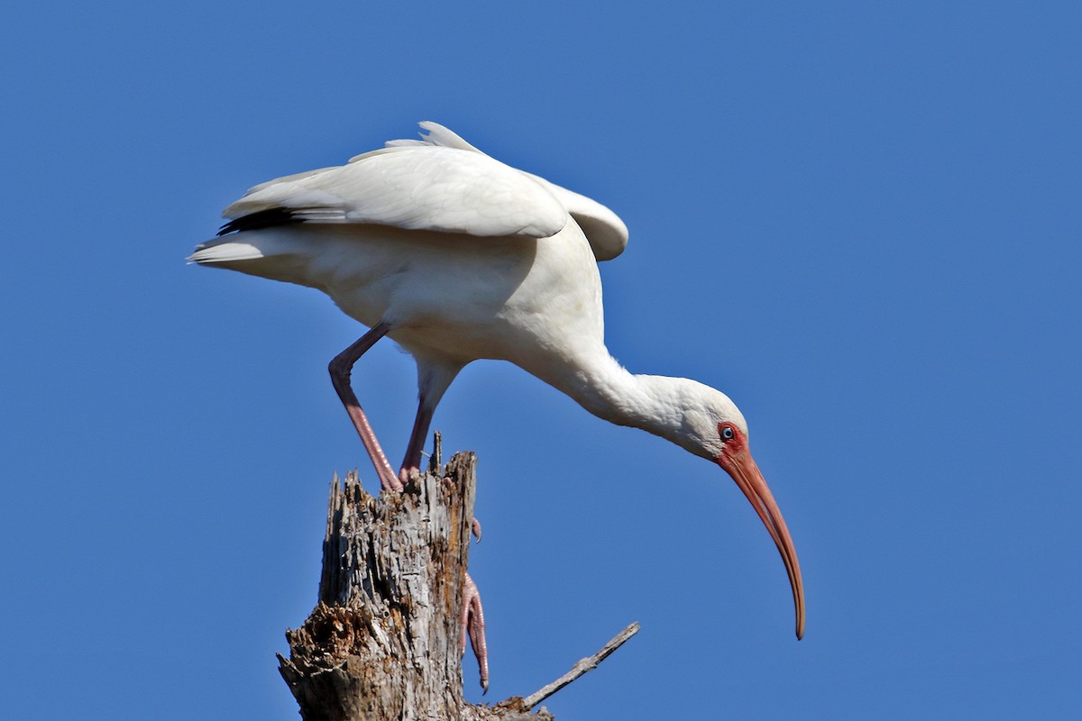 White Ibis - ML189852681