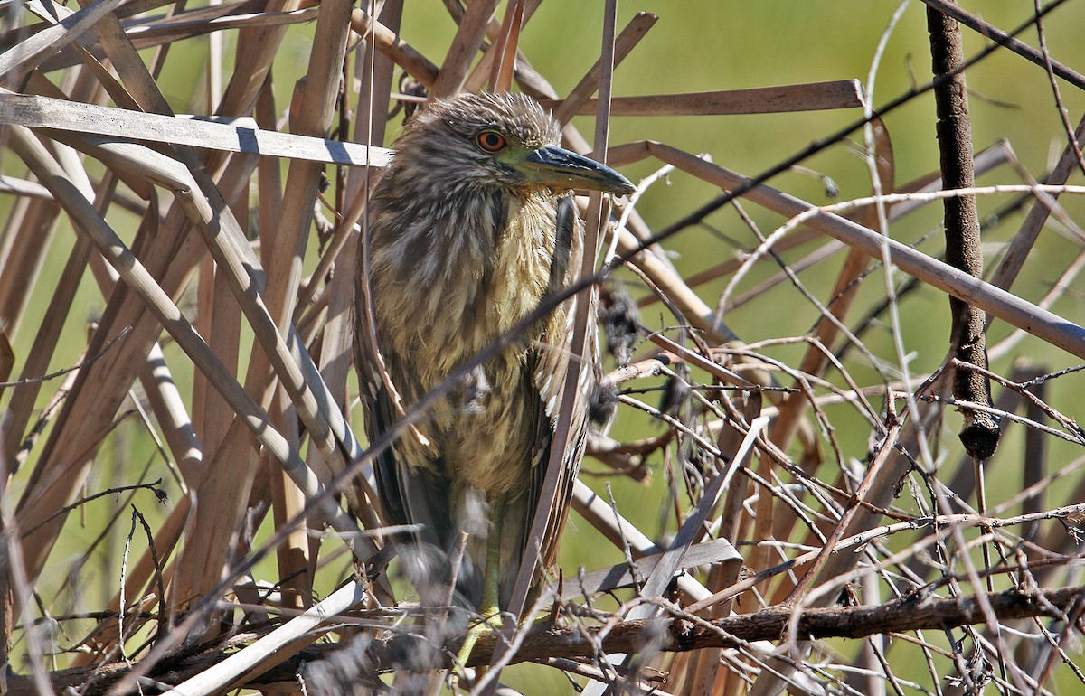 Black-crowned Night Heron - ML189852731