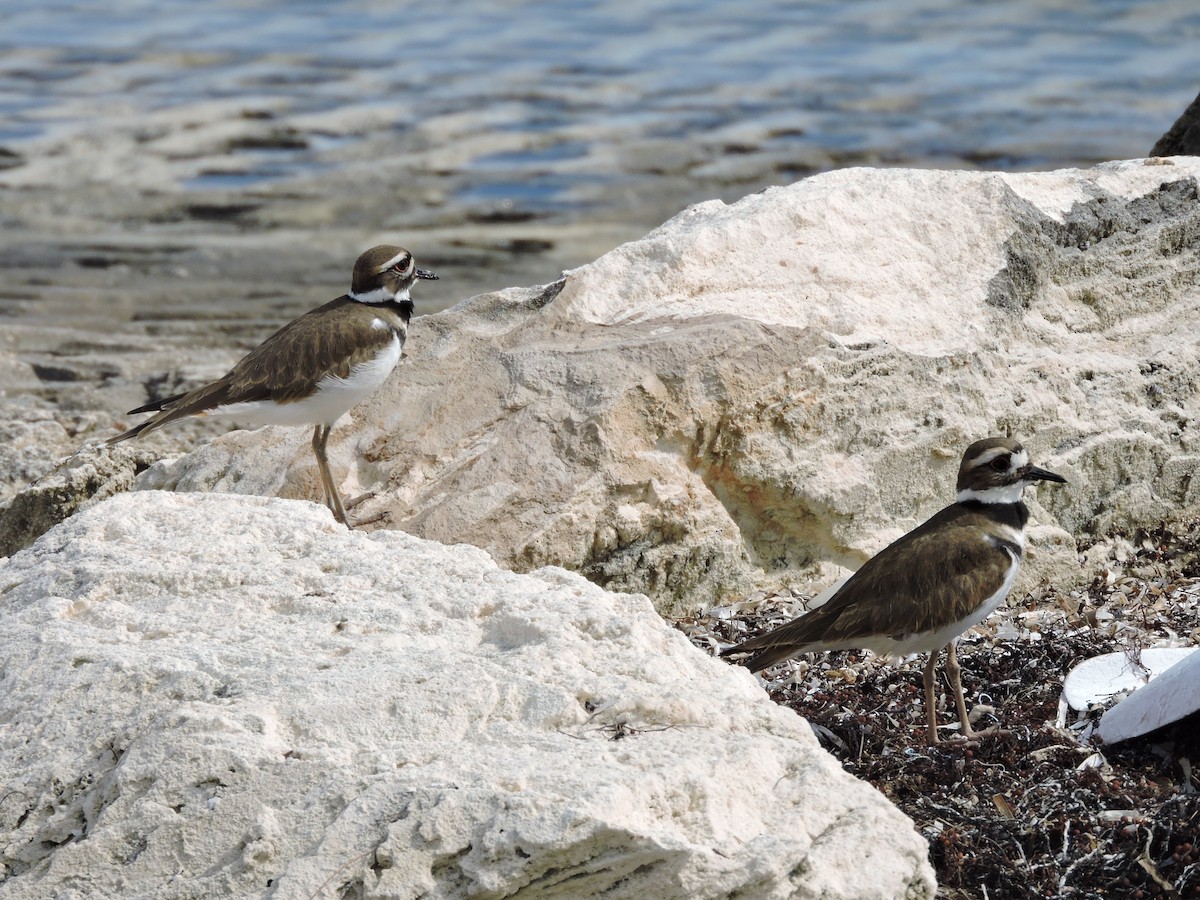 Killdeer - ML189852861