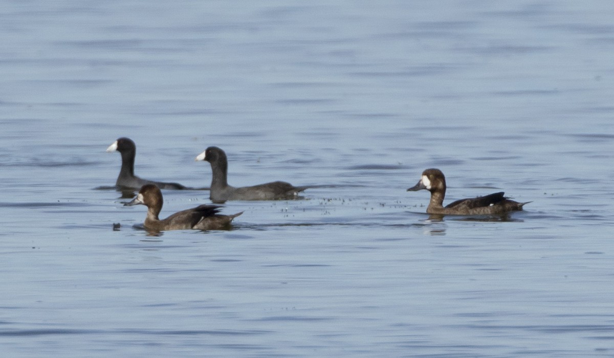 Greater Scaup - ML189852971