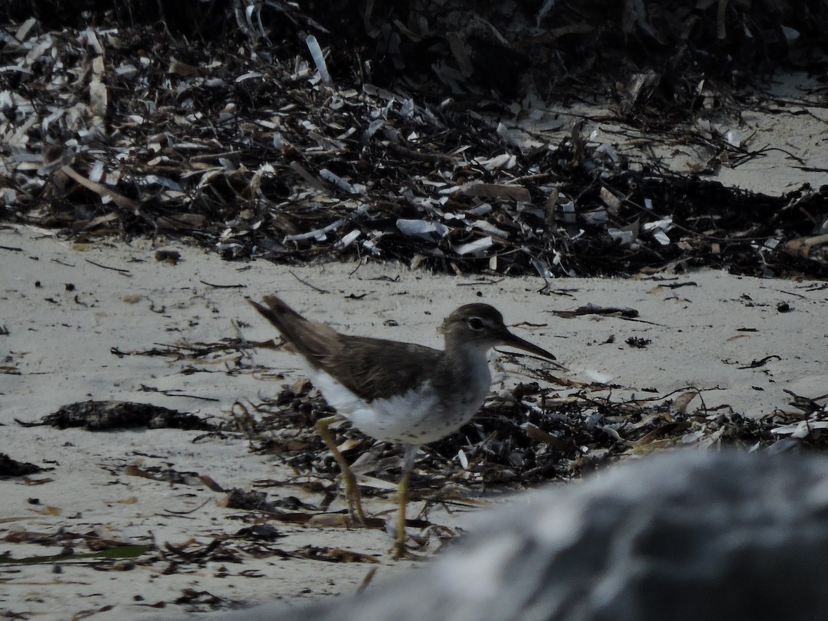 Spotted Sandpiper - ML189852991