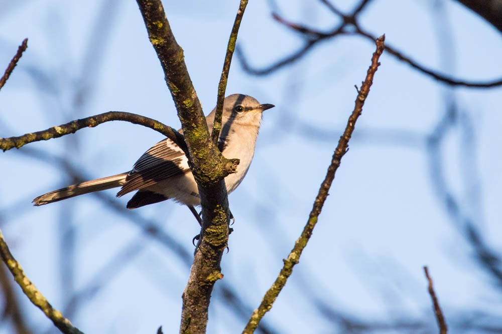 Northern Mockingbird - ML189853931